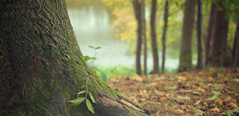Minden idők három legjobb fás illatjegyei