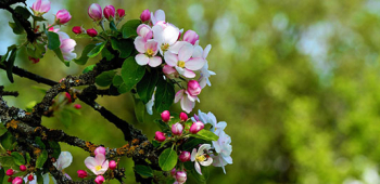 Ezért imádjuk a tavaszi gyümölcsfa virágok illatát!
